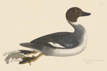 Rudbeck CFA 232 Goldeneye M